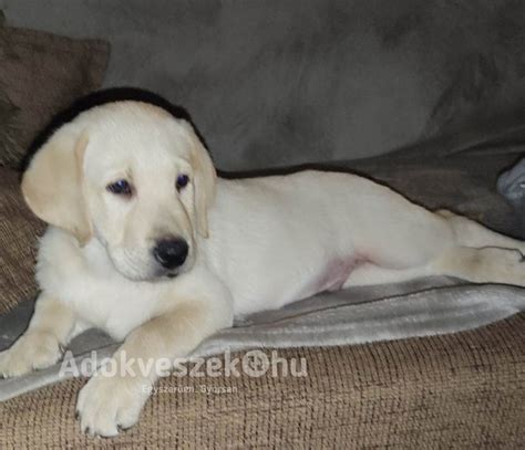 Labrador kölyök
