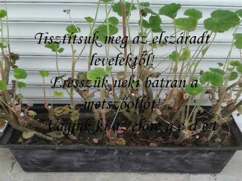 Muskátli metszése