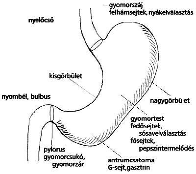 A gyomor és a nyelőcső anatómiája