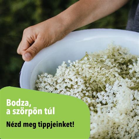 ember bodza virágokat szüretel