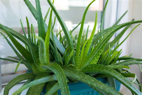 Aloe Vera növény otthoni környezetben