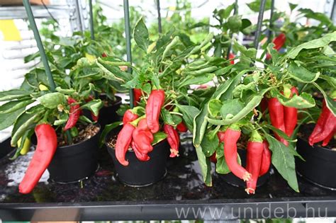 izolált paprika növény hálóval