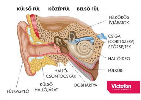 A középfül hallócsontocskái