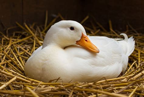 Kicsontozott kacsa a töltés előtt