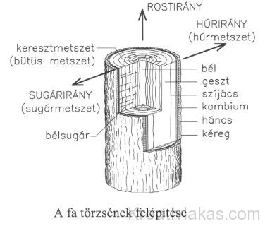 A fa mikroszkopikus szerkezete