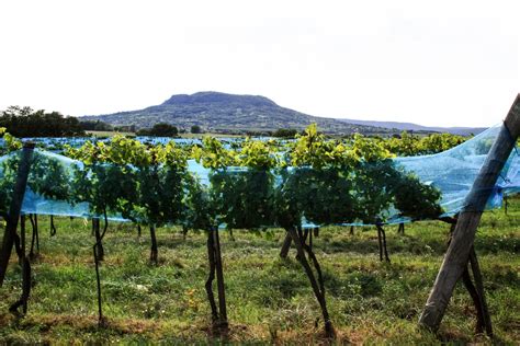 Panoráma Balatonszőlősről a szőlős domboldalakkal