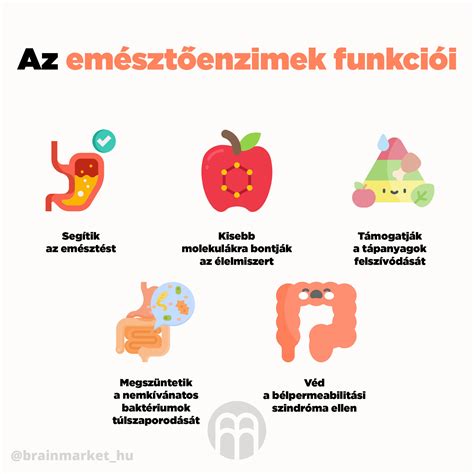 Az emésztőenzimek típusai és funkciói