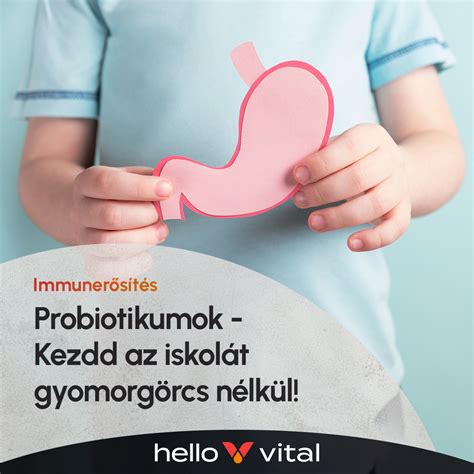 Bélflóra és probiotikumok illusztráció