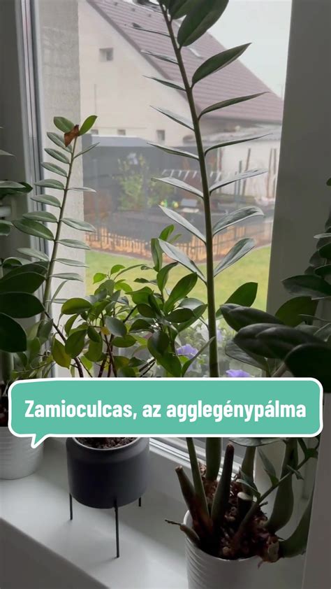 Burgonyanövény gyökérrendszere és gumói