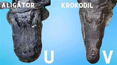 Különbségek a vörösboros, fehérboros és pezsgőspoharak között