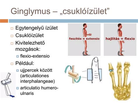 A csuklóízület anatómiai felépítése