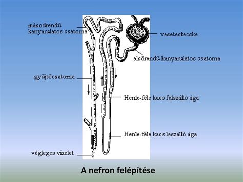A hímvessző anatómiája erekció közben
