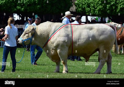 Charolais marha állomány legelőn