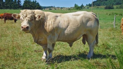 Charolais bika lenyűgöző izomzattal