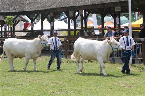A Magyar Charolais Tenyésztők Egyesületének logója