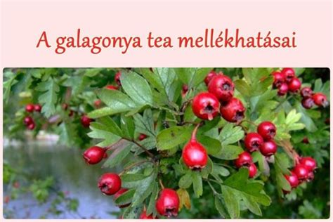 Galagonya tea elkészítésének lépései