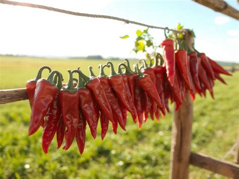A jövőbeli paprika termesztés lehetőségei