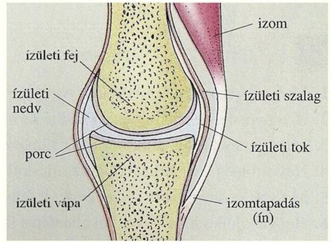 Ízületek felépítése és a porcok szerepe