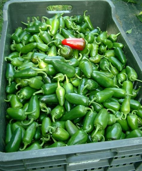 Különböző jalapeno fajták összehasonlít diagramja