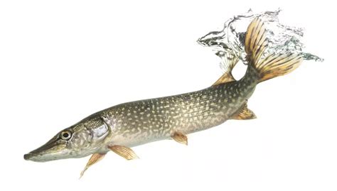Frissen fogott csuka