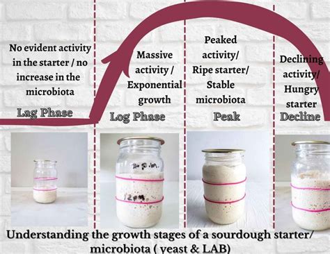 Sourdough starter stages