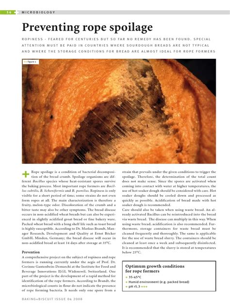 Rope spoilage on bread