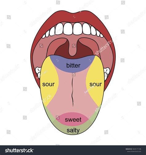 Taste buds on tongue diagram