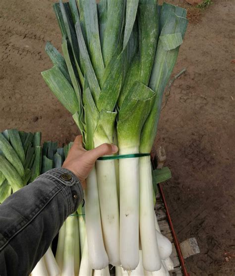 póréhagyma és zöldborsó a serpenyőben