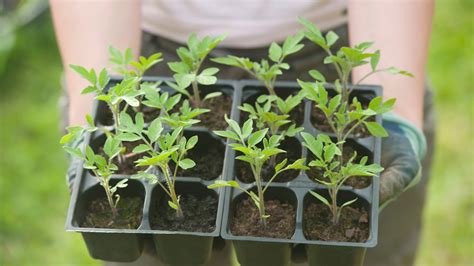 Tőzegtablettás palántanevelés illusztráció