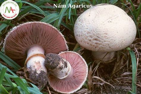 Agaricus nemzetség fajainak összehasonlítása