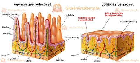 vékonybél bolyhok