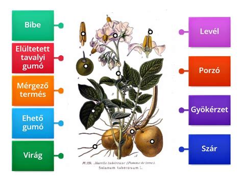 A burgonya egészségügyi előnyeit szemléltető diagram