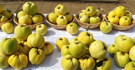 A birsalma érési fázisai