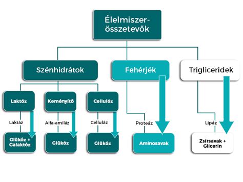 A zselatin emésztési folyamata
