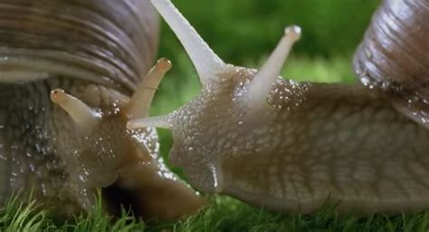 különböző típusú horgok, seklik és csigák