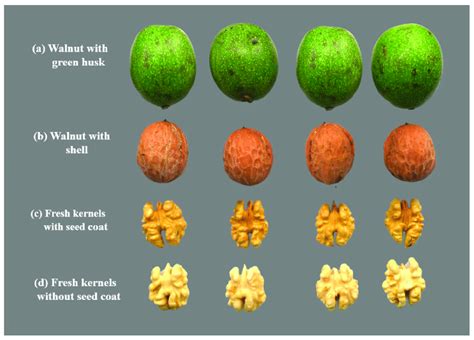 Fresh vs. rancid walnuts visual comparison