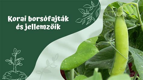 Különböző zöldbabfajták és jellemzőik