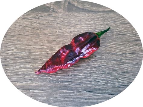mulcsozott talajban elhelyezkedő chili paprika bokor