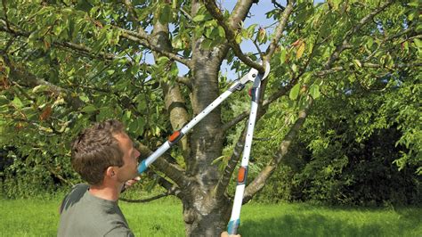 metszőolló metsz egy diófa ágat