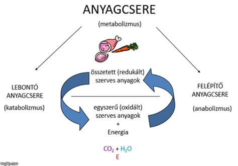 Az anyagcsere folyamatok diagramja