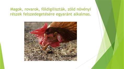 A tojás szerkezeti felépítése és kémiai alkotóelemei