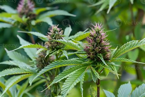 Purple Queen kannabisz növény virágai