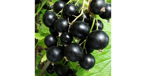 fekete ribizli bogyók