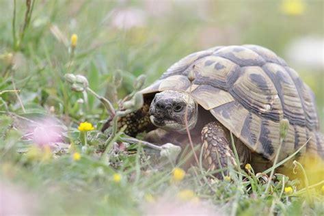 Görög teknős vadon élő növényeket fogyaszt