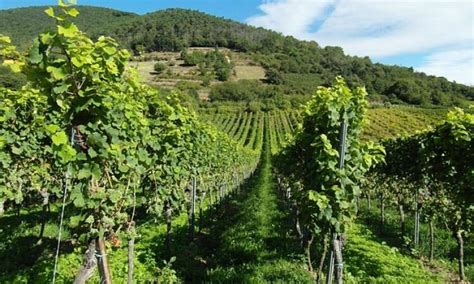 Tokaj panoráma és szőlőültetvények