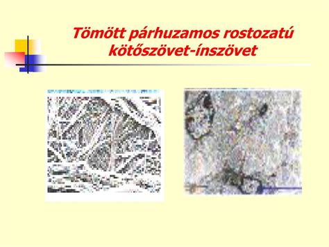 Mikroszkopikus nézet élesztősejtekről és penészgombák hifáiról