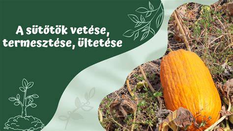 Betakarított sütőtök