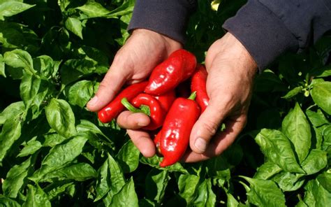 Marokkói paprika betakarítása