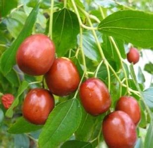 Kínai datolya fa és gyümölcs