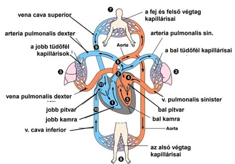 A szív és az érrendszer diagramja